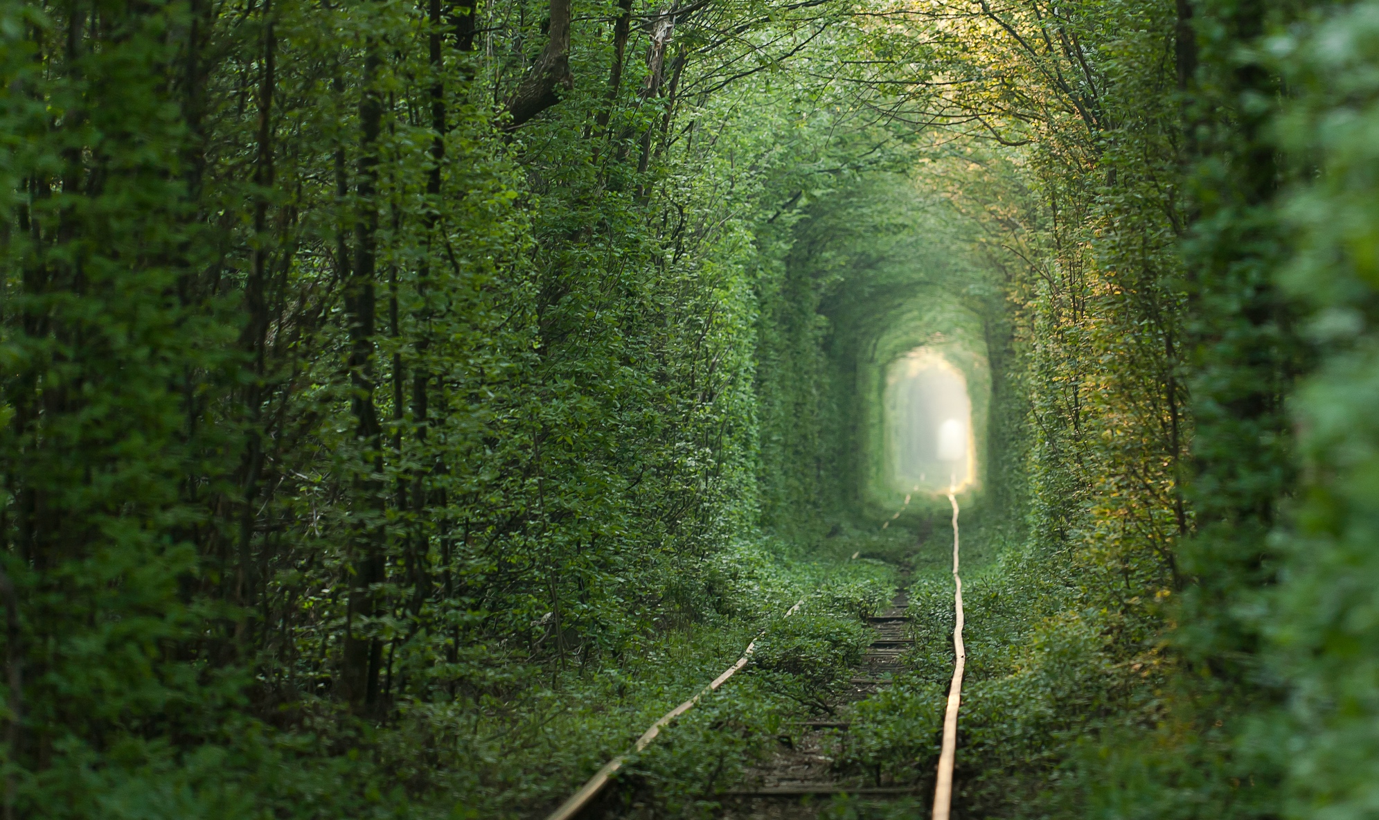 Green tunnel.